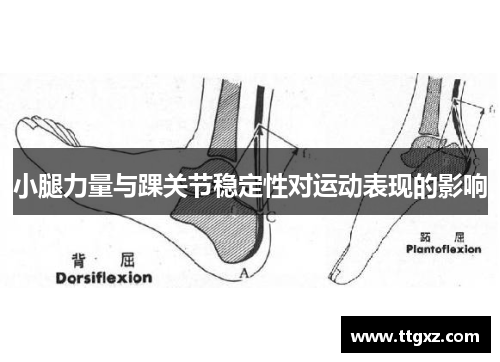 小腿力量与踝关节稳定性对运动表现的影响